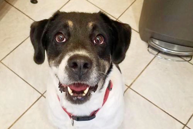 Tail of Two Cities: 6 dogs to adopt now in and around St. Louis