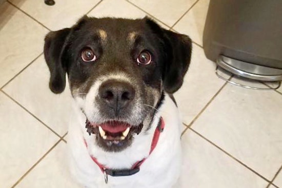 Tail of Two Cities: 6 dogs to adopt now in and around St. Louis