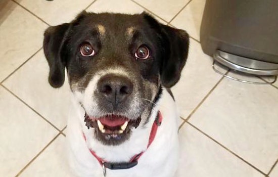 Tail of Two Cities: 6 dogs to adopt now in and around St. Louis