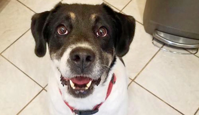 Tail of Two Cities: 6 dogs to adopt now in and around St. Louis