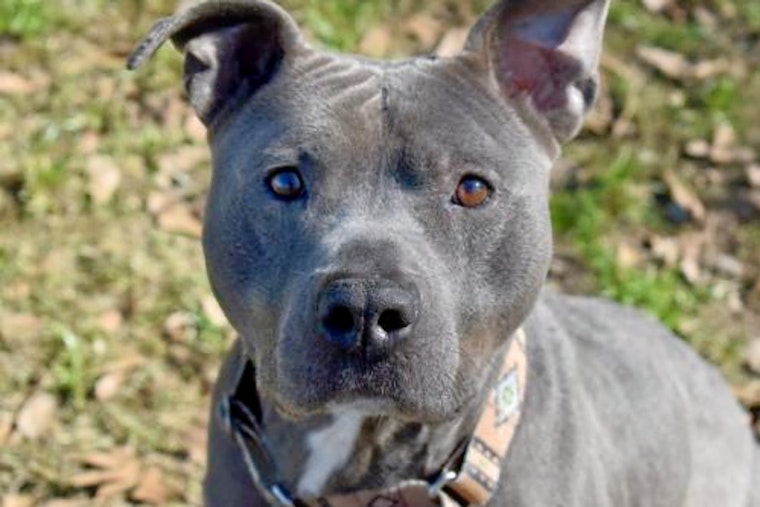 Cuteness overload: 4 cuddly canines to adopt now in Charlotte