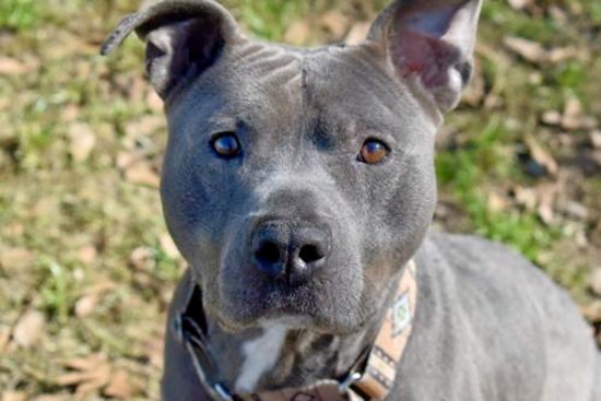 Cuteness overload: 4 cuddly canines to adopt now in Charlotte