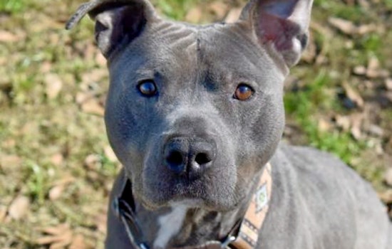 Cuteness overload: 4 cuddly canines to adopt now in Charlotte
