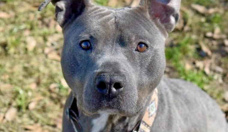 Cuteness overload: 4 cuddly canines to adopt now in Charlotte