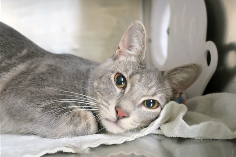 Daily dose of cute: 6 furry felines to adopt now in New York City