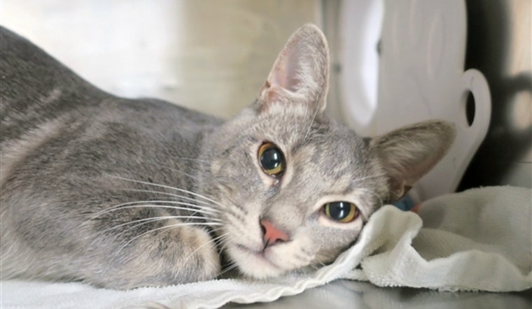 Daily dose of cute: 6 furry felines to adopt now in New York City