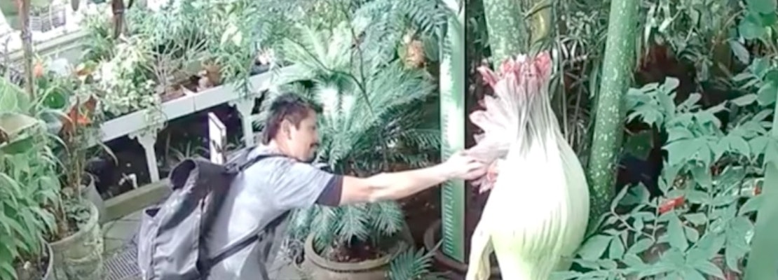 Conservatory Of Flowers Visitor Disturbs Corpse Flower