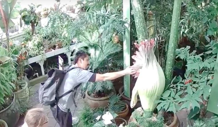 Conservatory Of Flowers Visitor Disturbs Corpse Flower