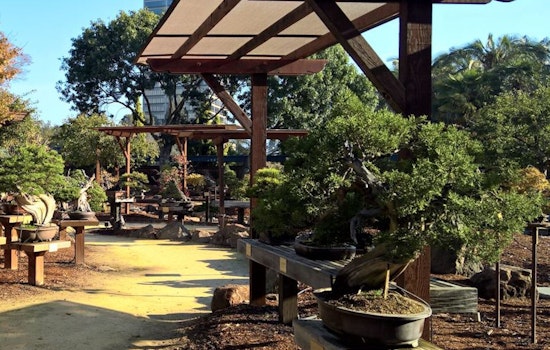 Lake Merritt's Bonsai Garden Under Renovation