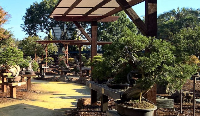 Lake Merritt's Bonsai Garden Under Renovation