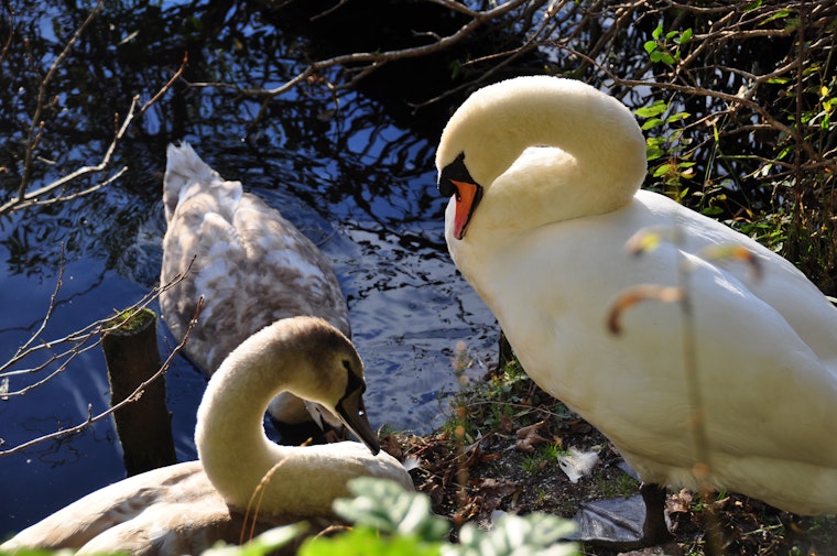 Here are Raleigh's best local government tweets from the past week