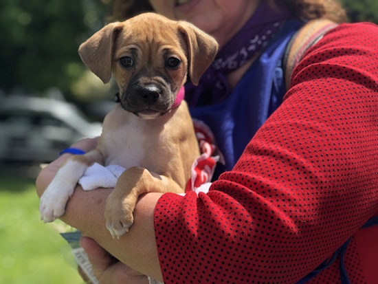 Scenes from the 12th annual DogFest at Duboce Park