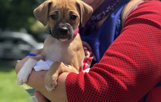 Scenes from the 12th annual DogFest at Duboce Park