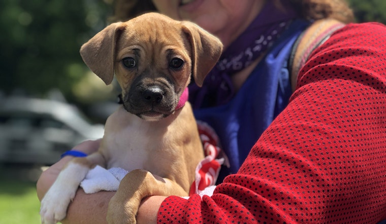 Scenes from the 12th annual DogFest at Duboce Park