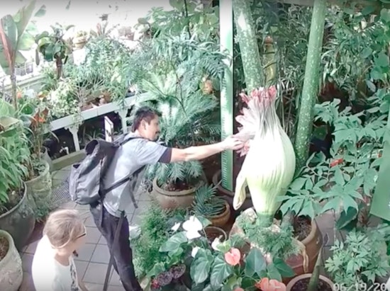 Evoking Summer Of Love, Conservatory Invites Corpse Flower Handler Back
