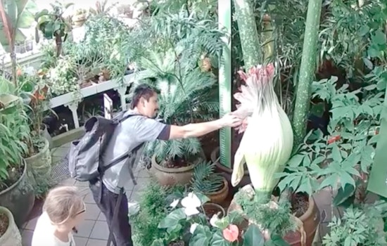 Evoking Summer Of Love, Conservatory Invites Corpse Flower Handler Back