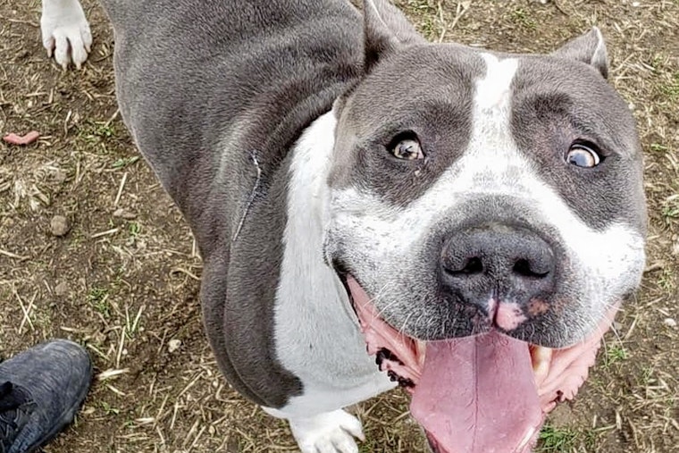 Seeking a forever home: 5 delightful doggies to adopt now in Indianapolis