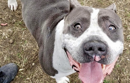 Seeking a forever home: 5 delightful doggies to adopt now in Indianapolis