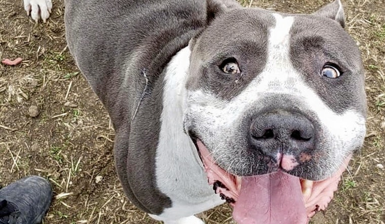 Seeking a forever home: 5 delightful doggies to adopt now in Indianapolis