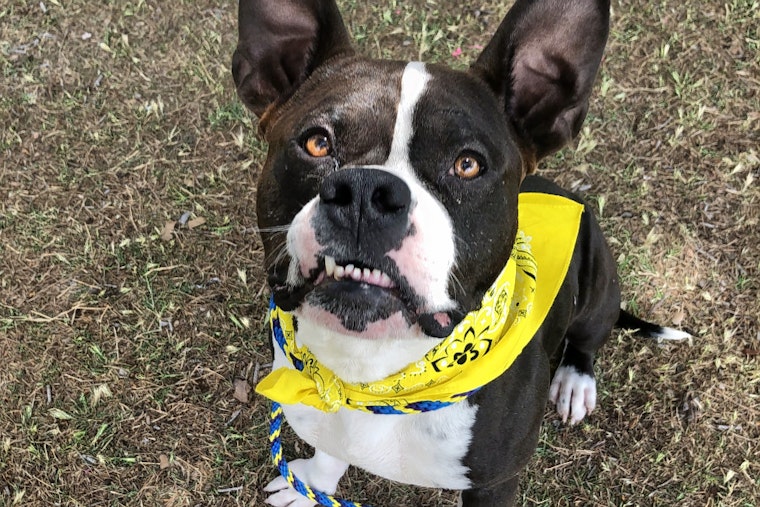 Weekly pup-date: 6 delightful doggies to adopt now in Las Vegas
