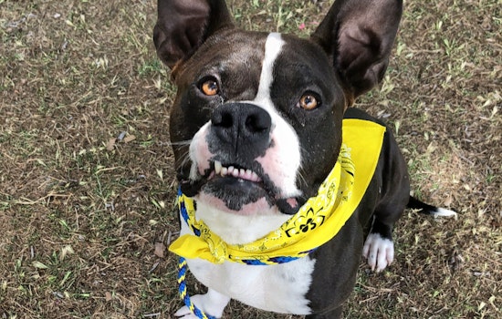 Weekly pup-date: 6 delightful doggies to adopt now in Las Vegas