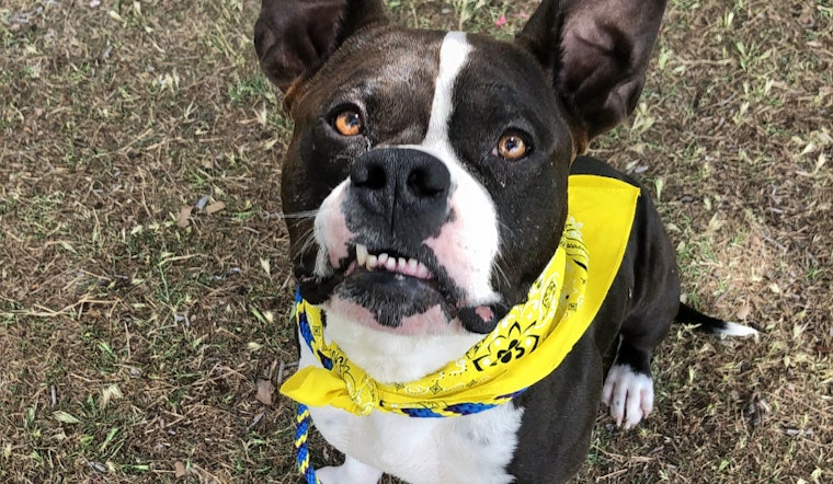 Weekly pup-date: 6 delightful doggies to adopt now in Las Vegas