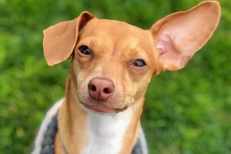 Cuteness overload: 5 delightful doggies to adopt now in Phoenix