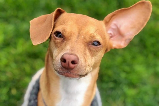 Cuteness overload: 5 delightful doggies to adopt now in Phoenix