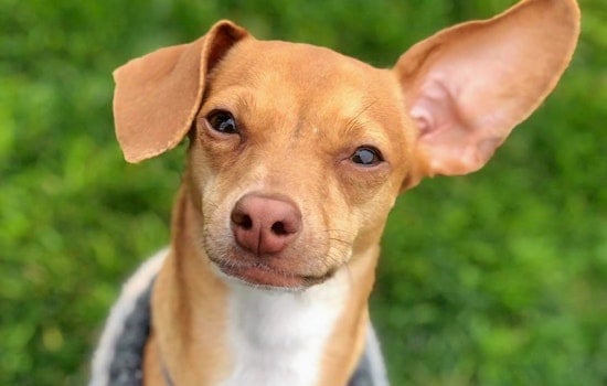 Cuteness overload: 5 delightful doggies to adopt now in Phoenix