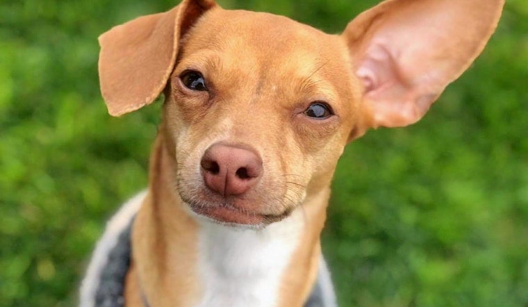 Cuteness overload: 5 delightful doggies to adopt now in Phoenix