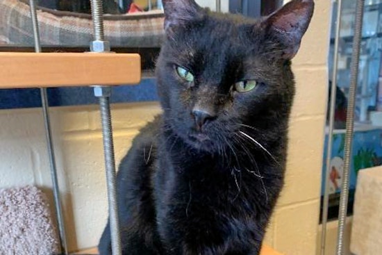 Downtown tabby: 5 cool kitties to adopt now in Cincinnati