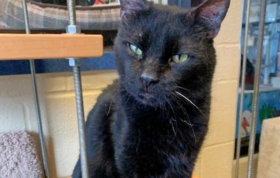 Downtown tabby: 5 cool kitties to adopt now in Cincinnati