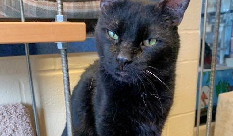 Downtown tabby: 5 cool kitties to adopt now in Cincinnati