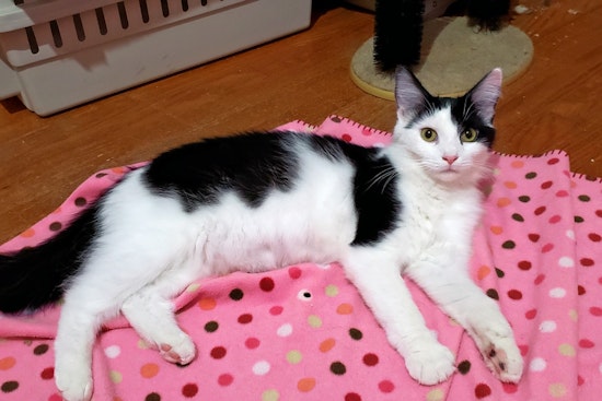 Cuteness overload: 3 cuddly kittens to adopt now in Baltimore