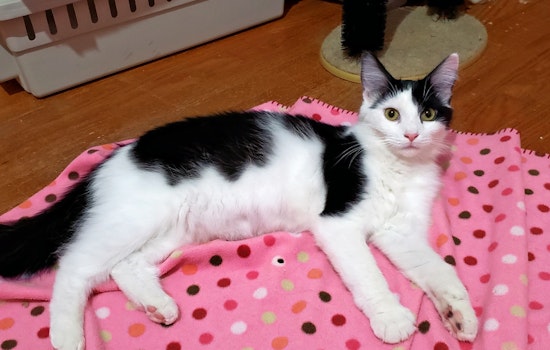 Cuteness overload: 3 cuddly kittens to adopt now in Baltimore