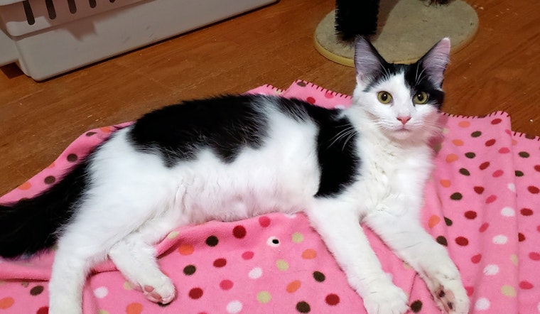 Cuteness overload: 3 cuddly kittens to adopt now in Baltimore