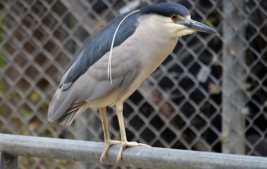 Third-Graders Lobby For An Oakland First: An Official City Bird