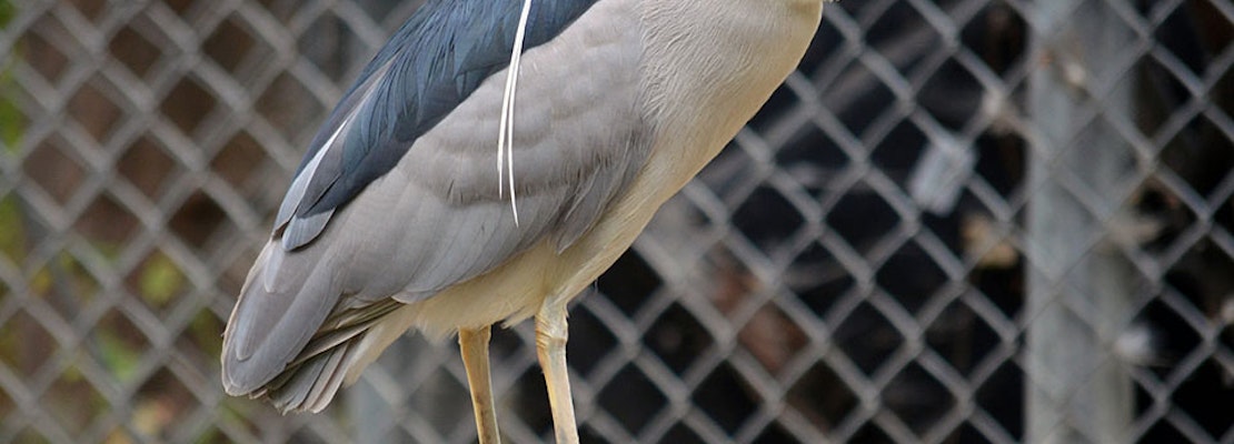 Third-Graders Lobby For An Oakland First: An Official City Bird