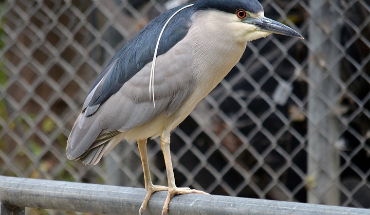 Third-Graders Lobby For An Oakland First: An Official City Bird