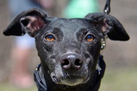 Weekly pup-date: 7 cuddly canines to adopt now in Minneapolis
