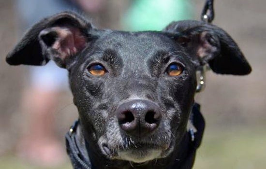 Weekly pup-date: 7 cuddly canines to adopt now in Minneapolis