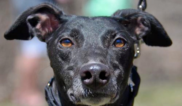 Weekly pup-date: 7 cuddly canines to adopt now in Minneapolis