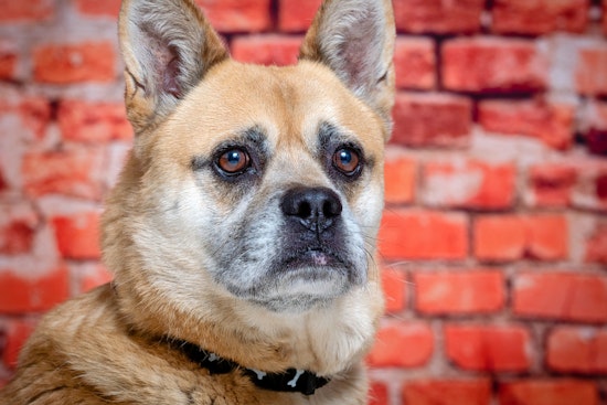Your daily dose of cute: 6 lovable pups to adopt now in Tulsa