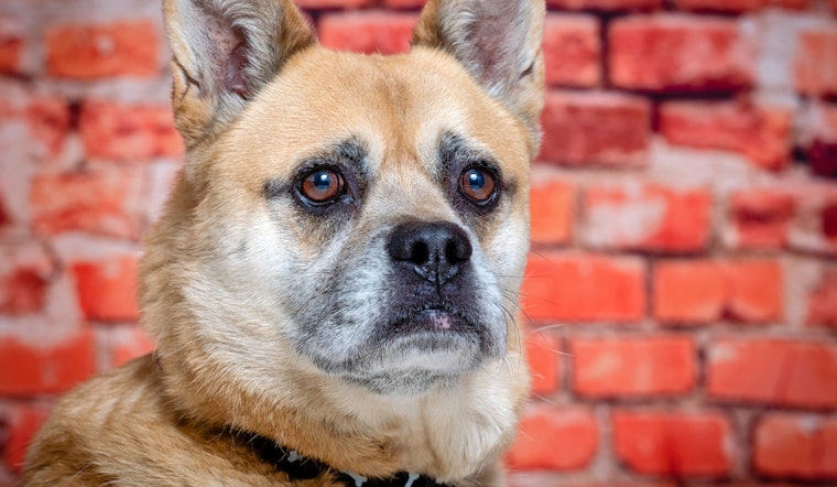 Your daily dose of cute: 6 lovable pups to adopt now in Tulsa