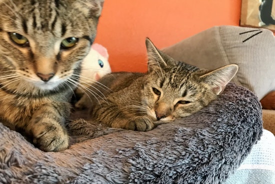 Your daily dose of cute: 5 cute kitties to adopt now in El Paso