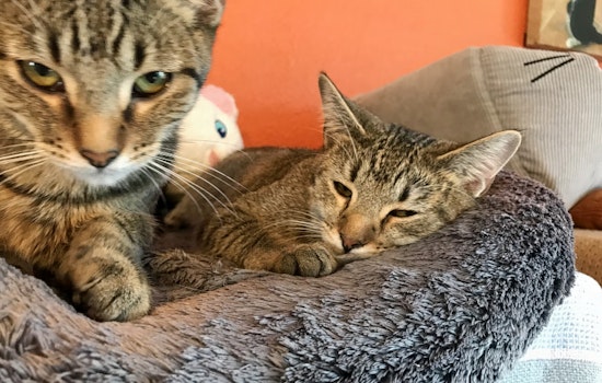 Your daily dose of cute: 5 cute kitties to adopt now in El Paso