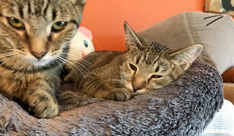 Your daily dose of cute: 5 cute kitties to adopt now in El Paso