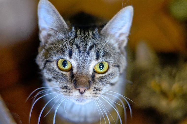 Seeking a forever home: 4 cool kitties to adopt now in Columbus