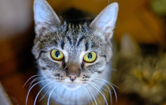 Seeking a forever home: 4 cool kitties to adopt now in Columbus
