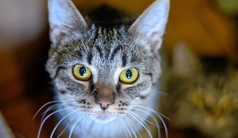 Seeking a forever home: 4 cool kitties to adopt now in Columbus